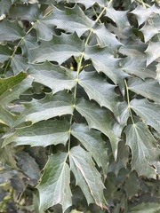 Berberis