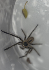 Polybetes pythagoricus