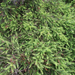 Melaleuca styphelioides