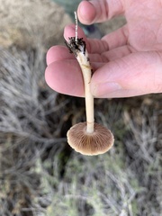 Leratiomyces percevalii