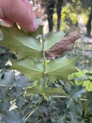 Berberis