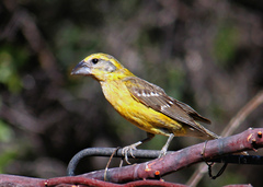 Pheucticus chrysopeplus