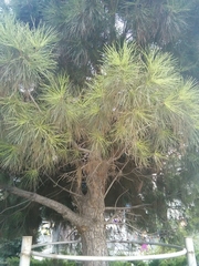 Pinus