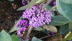 Callicarpa bodinieri
