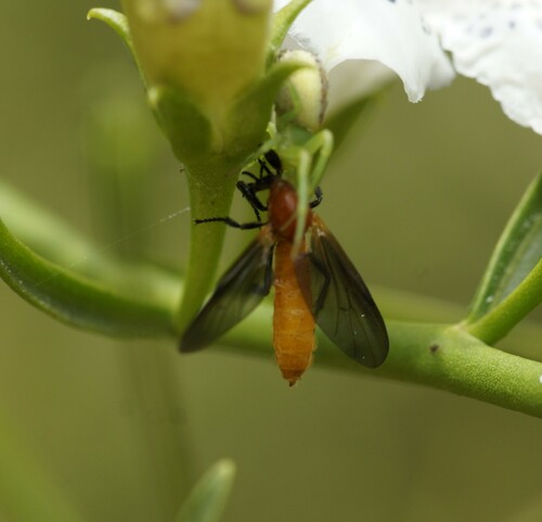 Australian garden maggot photo 4