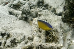 Pomacentrus simsiang