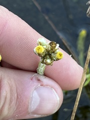 Pseudognaphalium stramineum