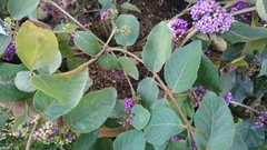 Callicarpa bodinieri