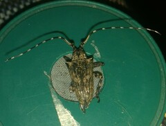 Cerambycoidea