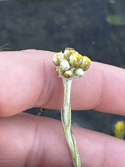 Pseudognaphalium stramineum