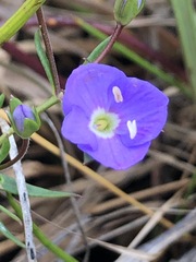 Veronica gracilis