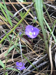 Veronica gracilis