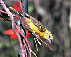 Pheucticus chrysopeplus