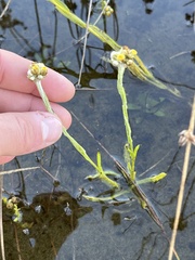Pseudognaphalium stramineum