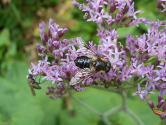 Eristalis rupium