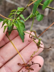 Serjania brachycarpa