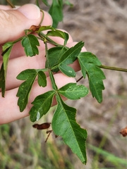 Serjania brachycarpa