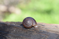 Helminthoglypta umbilicata