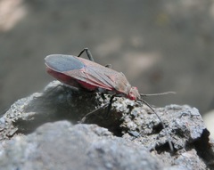 Leptocoris