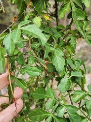 Serjania brachycarpa