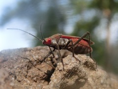 Leptocoris