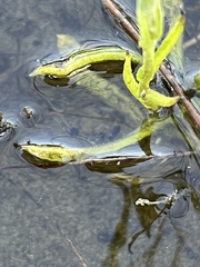 Pseudognaphalium stramineum