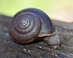 Helminthoglypta umbilicata