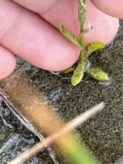 Pseudognaphalium stramineum