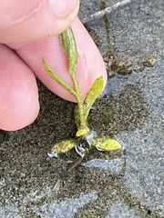Pseudognaphalium stramineum