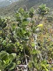 Clusia multiflora