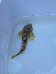 Cottus asper