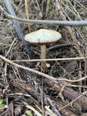 Leratiomyces percevalii