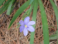 Aristea ensifolia