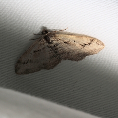 Costaconvexa centrostrigaria