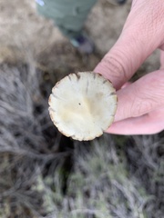 Leratiomyces percevalii