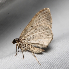 Costaconvexa centrostrigaria