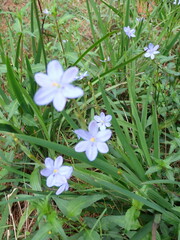 Aristea ensifolia