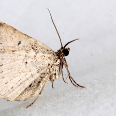 Costaconvexa centrostrigaria