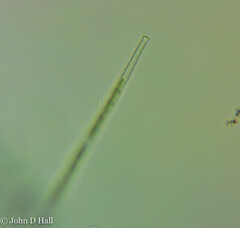 Gonatozygon brebissonii