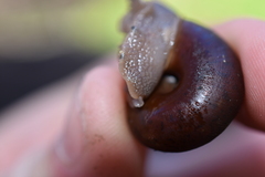 Helminthoglypta umbilicata