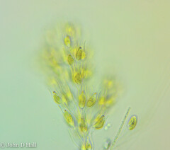 Dinobryon sertularia
