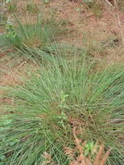 Ficinia trispicata