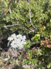 Valeriana microphylla