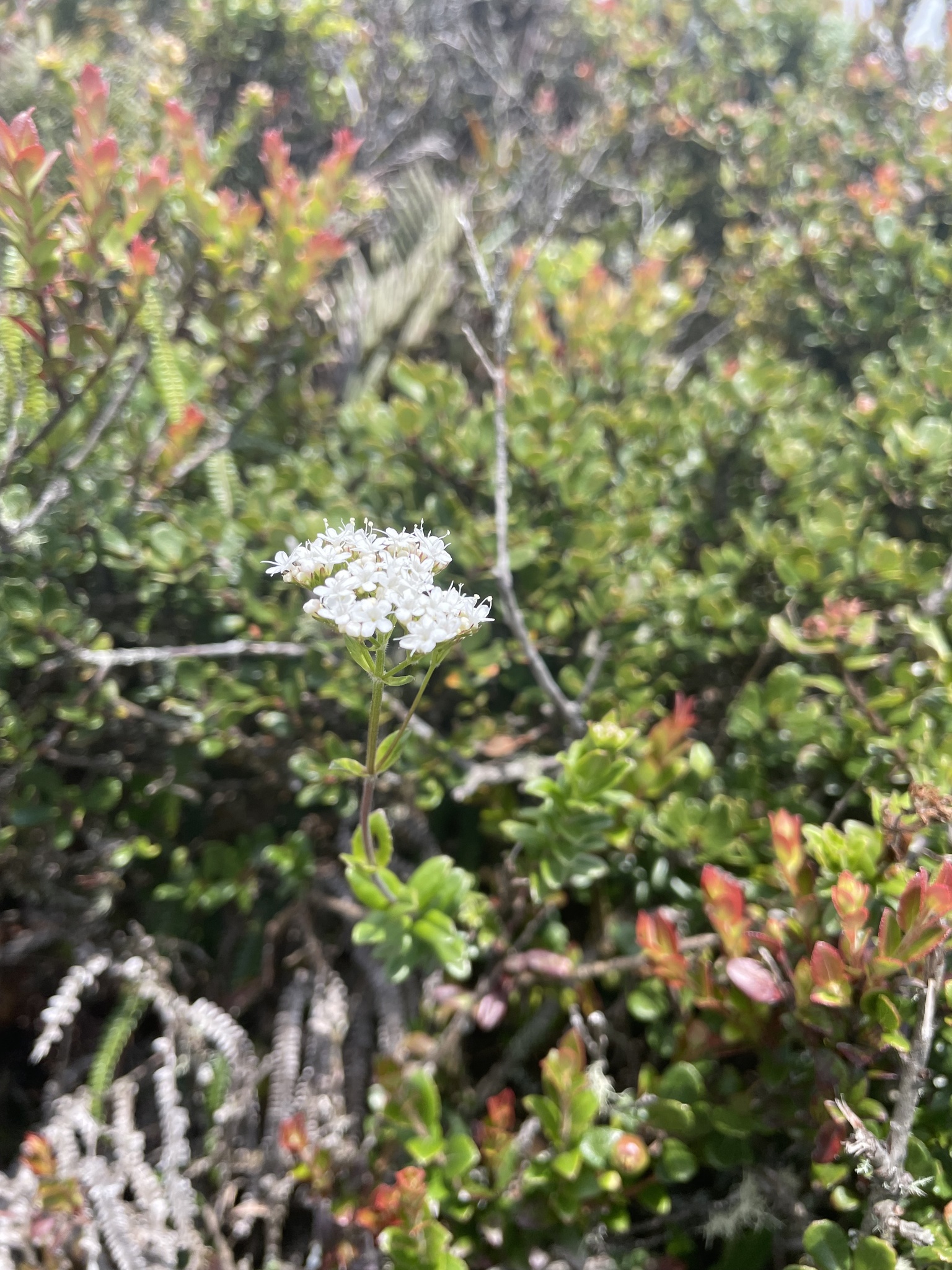Valeriana microphylla image