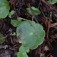 Hydrocotyle verticillata