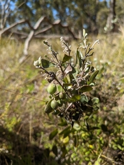 Persoonia sericea