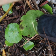 Hydrocotyle verticillata