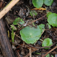 Hydrocotyle verticillata