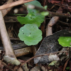 Hydrocotyle verticillata