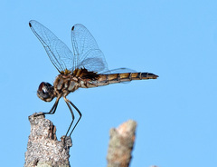 Macrodiplax balteata